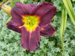 red daylily